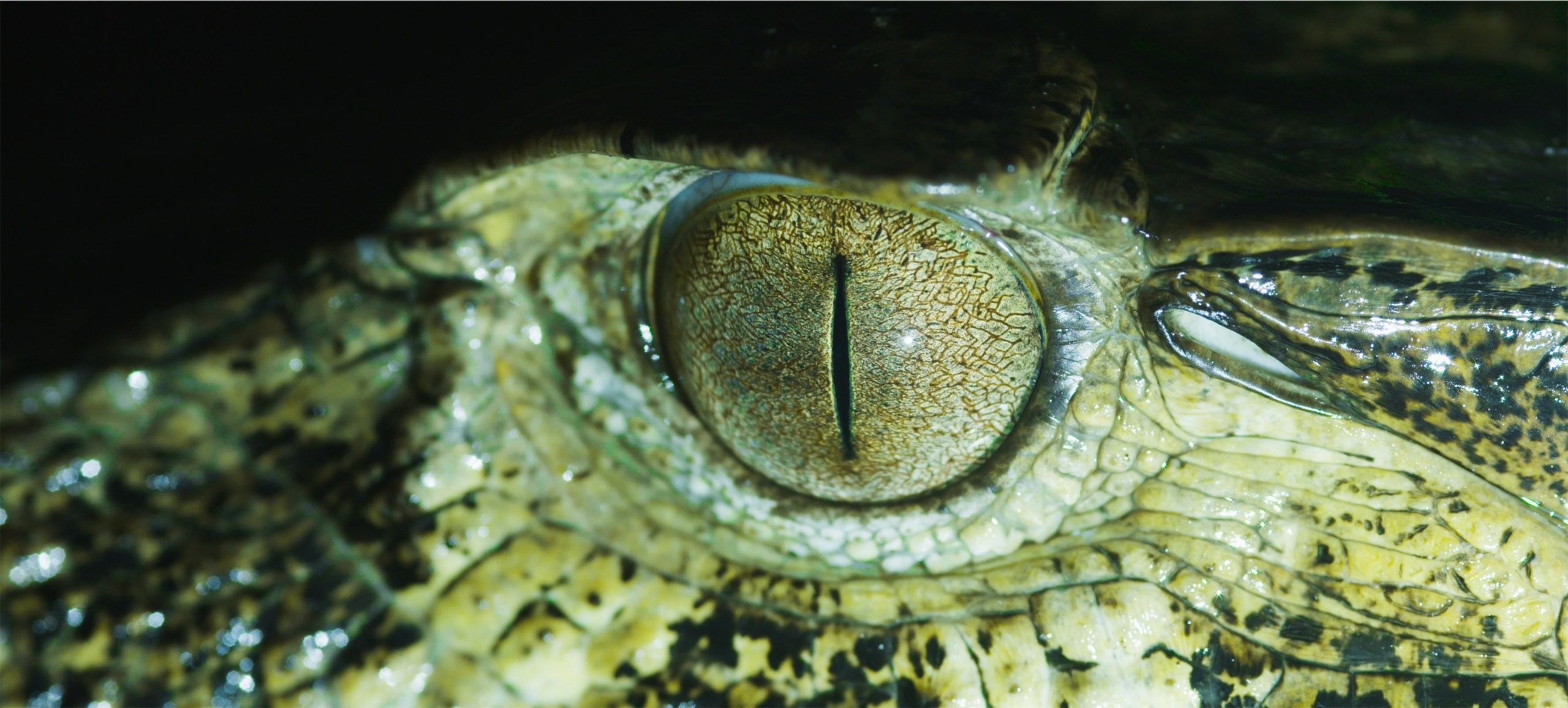 This image shows an eye of a crocodile from close in white and green colours.jpg